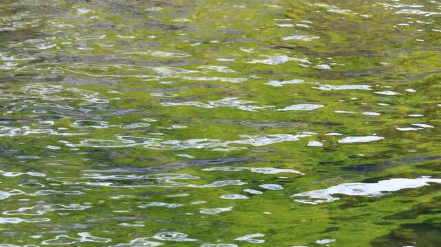 春の清流　トビゲラの群れが水面を舞うスローモション07