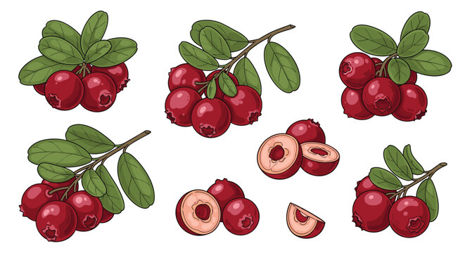 Detailed illustrations of fresh cranberries on branches and sliced berries showing the internal structure with seeds on a plain white background.
