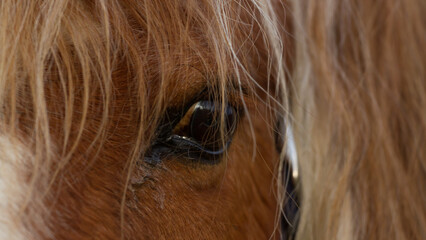 Close-up of a horse eye with long mane hair covering the face. © David