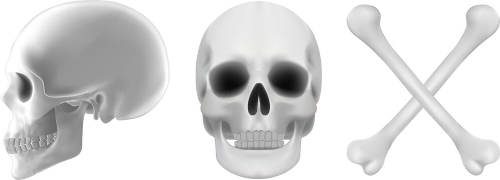 3D vector illustration  human skull from front and side perspectives accompanied by crossed leg bones Perfect for medical scientific horror