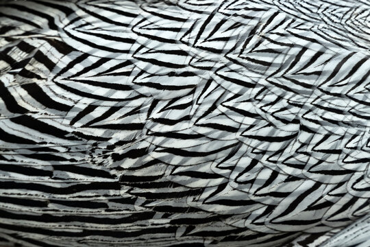 abstract background texture