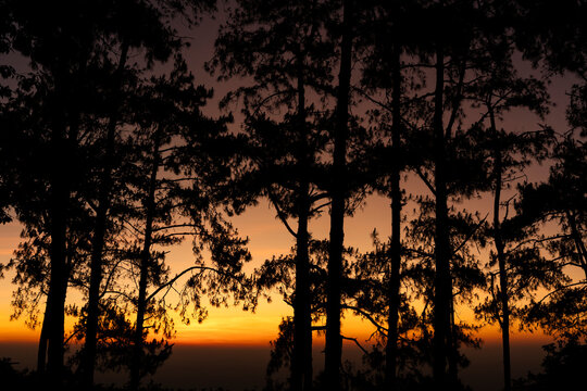 silhouette of a tree