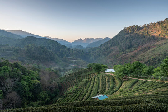 rice terraces in the morning doi angkhang