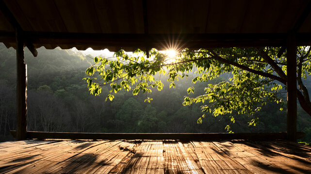 tree view from wooden hut
