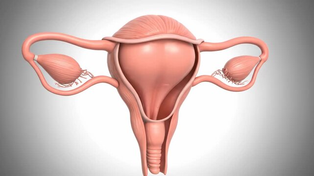 3D Visualization of the Human Uterus: Anatomy and Internal Cavity