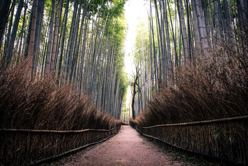 Fototapeta premium Beautiful Arashiyama Bamboo Forest in Kyoto, Japan