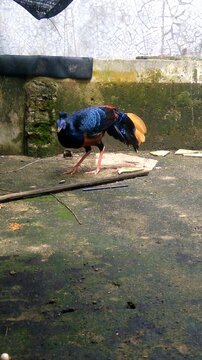 Full body view of a captive male Lophura ignita (Crested Fireback) looking downward to forage for live mealworms near a weathered, mossy wall