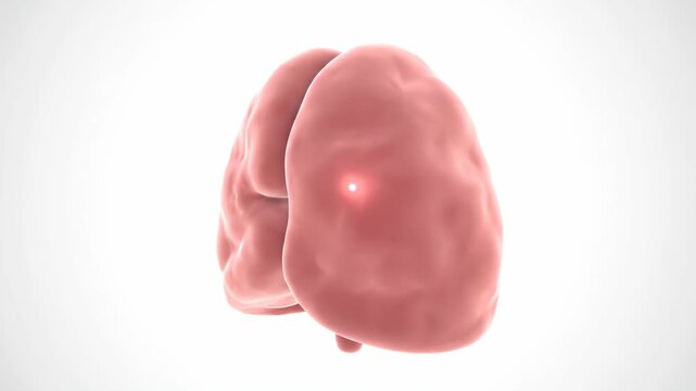 3D Animation of Human Thymus Gland, Immune System Organ