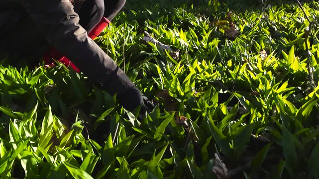Woman Picking Wild Bear Garlic in a Sunny Spring Forest
