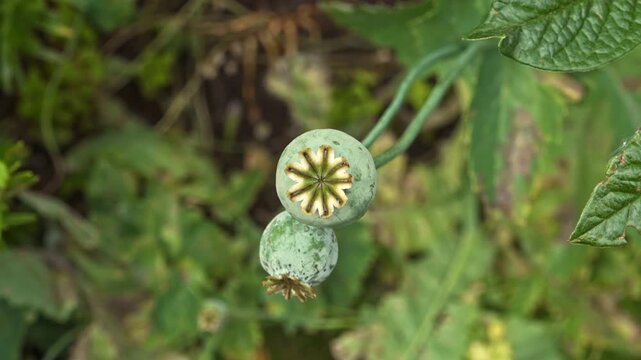 Opium Poppy Seed Head Close Up Stock Footage