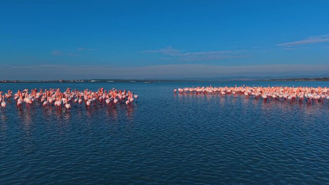 Two groups of flamingos wading in blue water. A split composition of pink flamingos in a calm sea under clear sky.