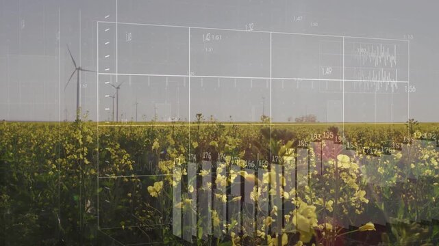 Low-angle canola field holding frame, overlay fading in and animating bars for wind farm monitoring