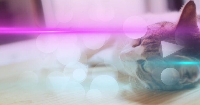 Lying tabby cat gazing on pale wooden floor, magenta cyan streaks, bokeh, play-icons, copy space