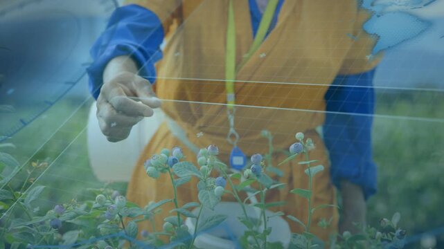 Right hand reaching, harvester picking blueberries into white container, both hands steadying stem