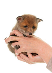 Fototapeta premium sleeping fox cub