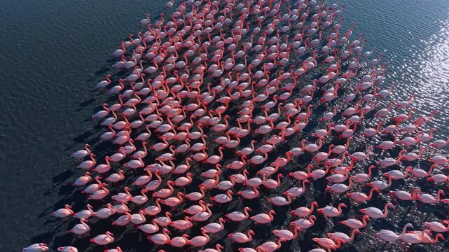 Aerial view of flamingo colony moving in shallow sea. High angle drone shot of a large flock of flamingos wading in water.