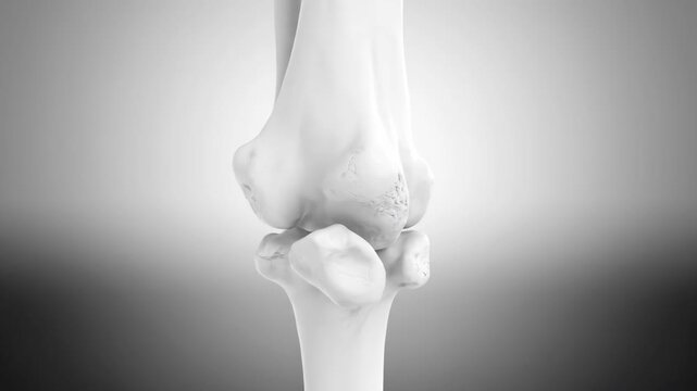 3D Rendering of Human Talus Bone in Smooth Rotation with Soft Medical Lighting