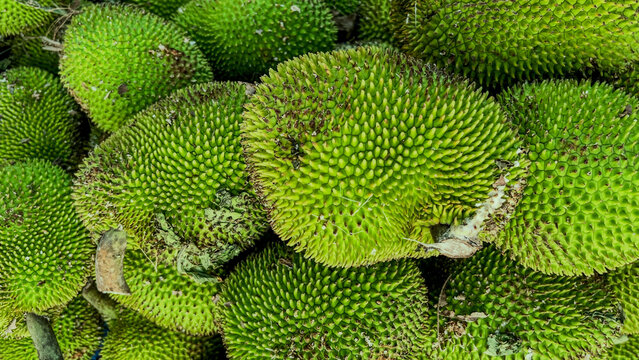 Close-up of fresh cempedak (Artocarpus integer) with vibrant green spiky skin, commonly used as a tropical ingredient in traditional Indonesian cuisine such as gulai nangka. The image highlights natur