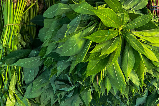 Fresh green cassava leaves (Manihot esculenta) captured in a close-up view, highlighting their vibrant color, natural texture, and organic structure. The image represents traditional leafy vegetables 