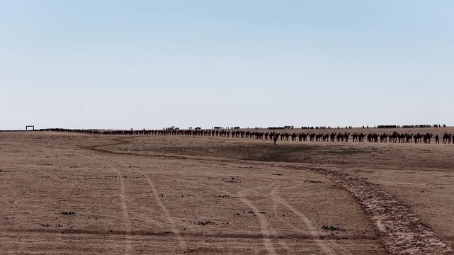 Long camel caravan traversing the gobi desert landscape