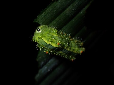 Parasa lepida, blue-striped nettle grub