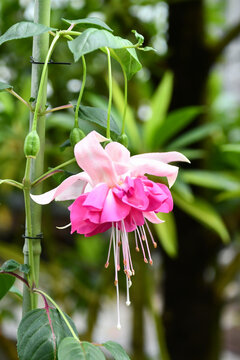 フクシア「ベラ・ロゼラ」　Fuchsia 'Bella Rosella'