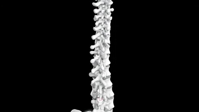 3D Human Spine Visualization with Natural Curves and Subtle Glow