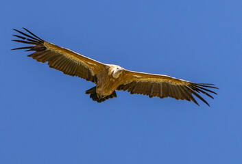 Fototapeta premium Griffon vulture (Gyps fulvus) flying against blue cloudy sky in Spanish Pyrenees, Catalonia, Spain, April. This is a large Old World vulture in the bird of prey family Accipitridae. 