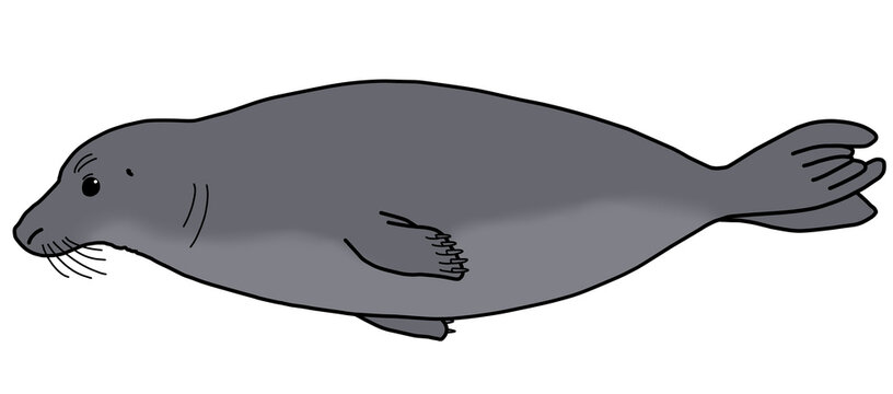 ハイイロアザラシ