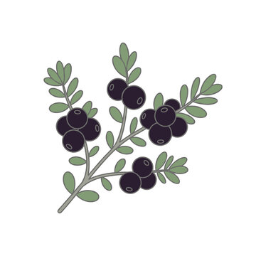 crowberries Empetrum,  ripe berries on a transparent background, isolated illustration.