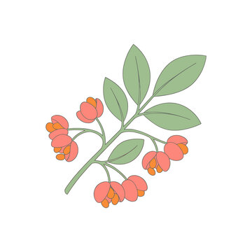 Euonymus europaeus, ripe berries on a transparent background, isolated illustration.