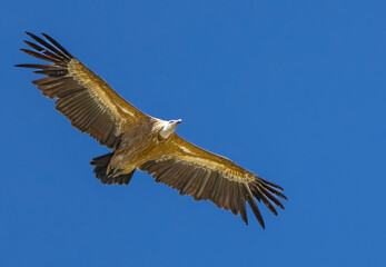 Fototapeta premium Griffon vulture (Gyps fulvus) flying against blue cloudy sky in Spanish Pyrenees, Catalonia, Spain, April. This is a large Old World vulture in the bird of prey family Accipitridae. 