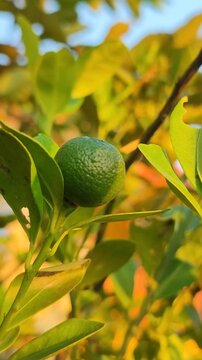 Calamansi fruit (jeruk kasturi) growing on tree, showing fresh citrus fruit and tropical garden environment.