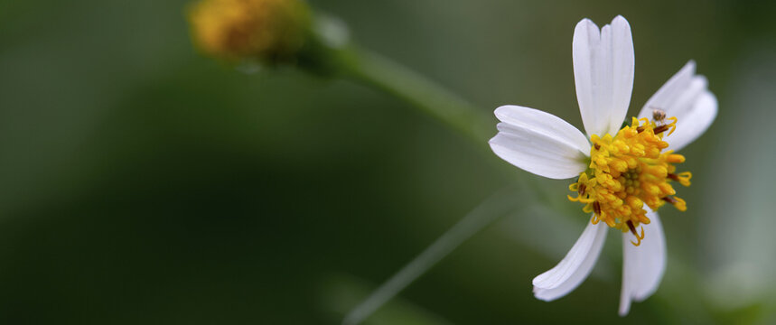 Minimal white wildflower with yellow center on soft green background, macro nature scene with copy space. Clean, fresh and peaceful botanical background for design and branding