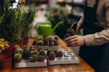 Fototapeta premium Florist caring for cactus in small pot