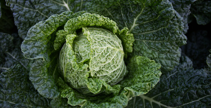 Fresh green savoy cabbage growing in garden, organic vegetable with detailed texture. Healthy food concept, natural farming, clean eating and plant-based nutrition background