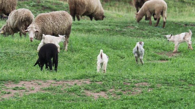 Young baby goats playing on green meadow in springtime April