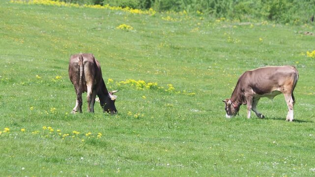Cows grazing on green meadow in early summer with bell sound, rural pastoral scene