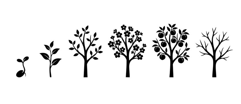 Tree growth stages silhouette icon set, plant life cycle from seed to blossom and fruit bearing tree, black isolated vector illustration on white background, development process and nature growth conc