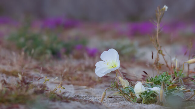 Desert evening primrose blooming in arid landscape