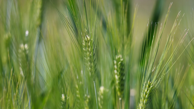 Green unripe barley growing in agricultural field