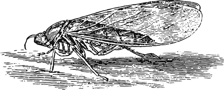 Vintage illustration of a cicada insect with detailed wings and body parts in black and white