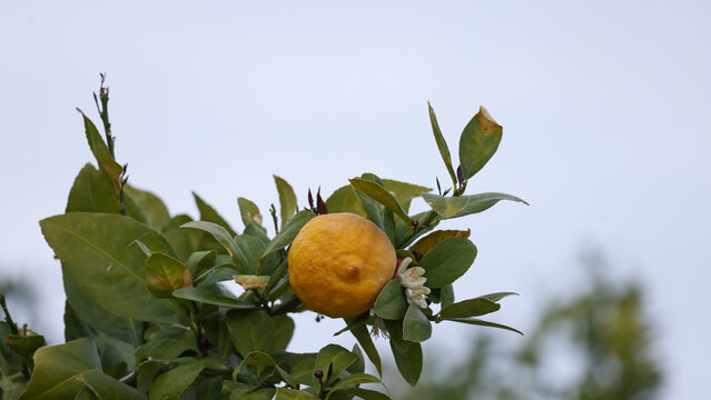 Lemon fruit growing on a citrus tree branch