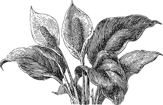 Peace lily botanical illustration with detailed large leaves and spadix flower in black ink drawing