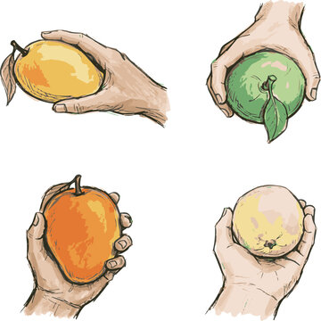 Hand holding fruit: This illustration captures a series of hands holding a different kind of fruit. a perfect illustration for exploring the diversity of food