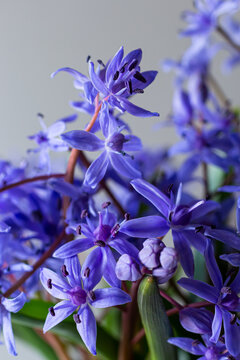 Flower design - floral border made of Scilla bifolia two-leaf squill or alpine squill isolated on white background with space for text. Spring decoration