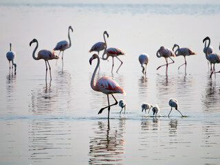 Obraz premium Large flock of pink flamingos wading and standing in calm shallow lagoon with soft reflections visible on still water surface. Flamingo colony concept