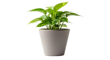 Fototapeta premium Peace lily plant in a modern gray pot with vibrant green leaves