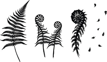 Black fern leaf illustrations, vector ferns, botanical icons, plant silhouettes © Vector Art Studio