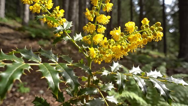 Closeup of Oregon Grape plant with yellow flowers in forest setting.